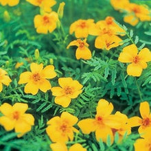 Načíst obrázek do prohlížeče Galerie, Aksamitník (Afrikán) tenkolistý - "Ursula"