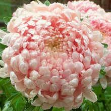 Načíst obrázek do prohlížeče Galerie, Astra čínská - "Tower", Chamois