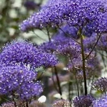 Načíst obrázek do prohlížeče Galerie, Zvonečkovec modrý - "Black Night"