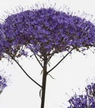 Načíst obrázek do prohlížeče Galerie, Zvonečkovec modrý - "Black Night"