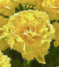 Načíst obrázek do prohlížeče Galerie, Tulipán - "Lemon Shoot", 5ks