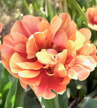 Načíst obrázek do prohlížeče Galerie, Tulipán - "Oakheart", 5ks