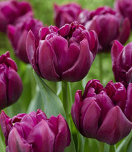 Načíst obrázek do prohlížeče Galerie, Tulipán - "Alison Bradley", 5ks