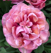 Načíst obrázek do prohlížeče Galerie, Tulipán - "Amazing Grace", 5ks, 10ks