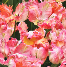 Načíst obrázek do prohlížeče Galerie, Tulipán - "Apricot Parrot", 5ks