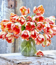 Načíst obrázek do prohlížeče Galerie, Tulipán - "Apricot Parrot", 5ks