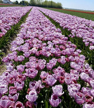 Načíst obrázek do prohlížeče Galerie, Tulipán - "Blue Heaven", 5ks