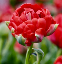 Načíst obrázek do prohlížeče Galerie, Tulipán - "Bombastic Red", 5ks