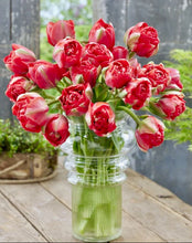 Načíst obrázek do prohlížeče Galerie, Tulipán - "Bombastic Red", 5ks