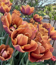 Načíst obrázek do prohlížeče Galerie, Tulipán - "Brasil", 5ks, 10ks nebo 20ks