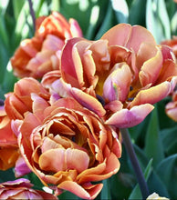 Načíst obrázek do prohlížeče Galerie, Tulipán - "Brasil", 5ks
