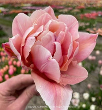 Načíst obrázek do prohlížeče Galerie, Tulipán - "Coral Blush", 5ks