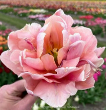 Načíst obrázek do prohlížeče Galerie, Tulipán - "Coral Blush", 5ks