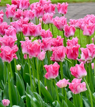 Načíst obrázek do prohlížeče Galerie, Tulipán - "Crown of Dynasty®", 5ks