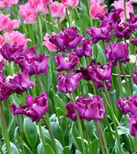 Načíst obrázek do prohlížeče Galerie, Tulipán - "Crown of Negrita", 5ks