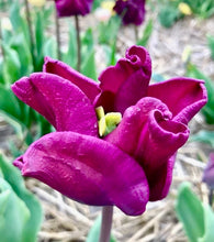 Načíst obrázek do prohlížeče Galerie, Tulipán - "Crown of Negrita", 5ks