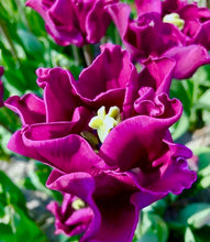 Načíst obrázek do prohlížeče Galerie, Tulipán - "Crown of Negrita", 5ks