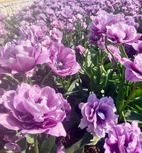 Načíst obrázek do prohlížeče Galerie, Tulipán - "Dancing Passion", 5ks