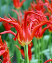 Načíst obrázek do prohlížeče Galerie, Tulipán - " Go Go Red", 5ks