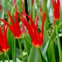 Načíst obrázek do prohlížeče Galerie, Tulipán - " Go Go Red", 5ks