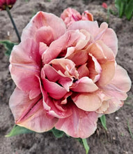 Načíst obrázek do prohlížeče Galerie, Tulipán - "La Belle Epoque", 5ks