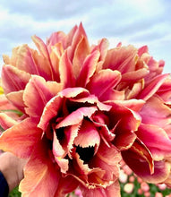 Načíst obrázek do prohlížeče Galerie, Tulipán - "La via en Rose", 5ks