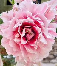 Načíst obrázek do prohlížeče Galerie, Tulipán - "Magic Sensation", 5ks