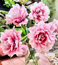 Načíst obrázek do prohlížeče Galerie, Tulipán - "Magic Sensation", 5ks