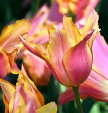 Načíst obrázek do prohlížeče Galerie, Tulipán - "Marianne", 5ks