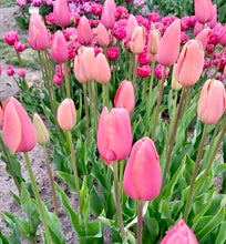 Načíst obrázek do prohlížeče Galerie, Tulipán - "Menton", 5ks