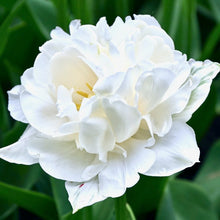 Načíst obrázek do prohlížeče Galerie, Tulipán - "Mount Tacoma", 5ks, 10ks