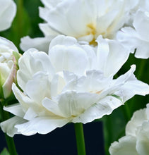 Načíst obrázek do prohlížeče Galerie, Tulipán - "Mount Tacoma", 5ks, 10ks