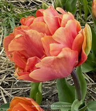 Načíst obrázek do prohlížeče Galerie, Tulipán - "Oakheart", 5ks