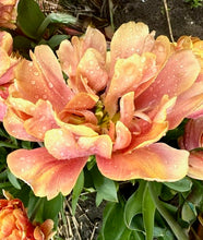 Načíst obrázek do prohlížeče Galerie, Tulipán - "Oakheart", 5ks
