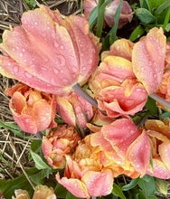 Načíst obrázek do prohlížeče Galerie, Tulipán - "Oakheart", 5ks