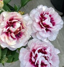 Načíst obrázek do prohlížeče Galerie, Tulipán - "Pistache", 5ks, 10ks