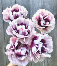 Načíst obrázek do prohlížeče Galerie, Tulipán - "Pistache", 5ks, 10ks