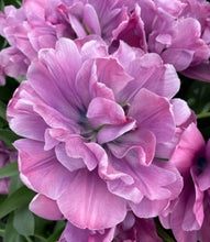 Načíst obrázek do prohlížeče Galerie, Tulipán - "Rosy Diamond, 5ks, 10ks