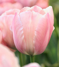 Načíst obrázek do prohlížeče Galerie, Tulipán - "Salmon van Eijk", 5ks, 10ks