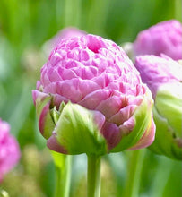 Načíst obrázek do prohlížeče Galerie, Tulipán - "Strawberry Cream", 5ks, 10ks