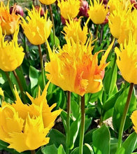 Načíst obrázek do prohlížeče Galerie, Tulipán - "Sunny Leo®", 5ks, 10ks