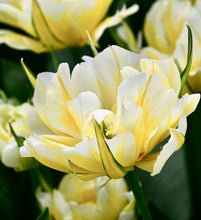 Načíst obrázek do prohlížeče Galerie, Tulipán - "Sweet Valley", 5ks