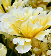 Načíst obrázek do prohlížeče Galerie, Tulipán - "Sweet Valley", 5ks