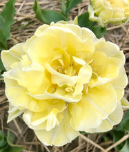 Načíst obrázek do prohlížeče Galerie, Tulipán - "Verona", 4ks