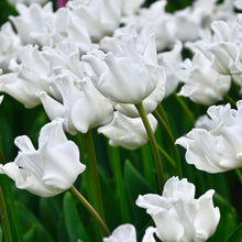 Načíst obrázek do prohlížeče Galerie, Tulipán - "White Liberstar®", 5ks, 10ks