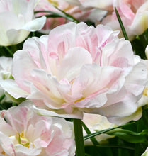 Načíst obrázek do prohlížeče Galerie, Tulipán - "Angélique", 5ks