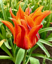 Načíst obrázek do prohlížeče Galerie, Tulipán - "Campbell (Ballerina Double)", 5ks, 10ks, nebo 50ks