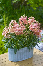 Načíst obrázek do prohlížeče Galerie, Hledík větší - "TWINNY", Peach