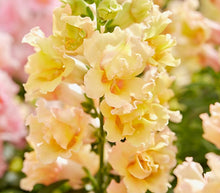 Načíst obrázek do prohlížeče Galerie, Hledík větší - "TWINNY", Yellow Shades