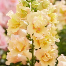 Načíst obrázek do prohlížeče Galerie, Hledík větší - "TWINNY", Yellow Shades